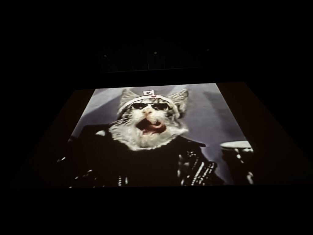 A highly keystoned image of a movie screen showing a cat in a costume.