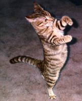 Belly, the late, great freak cat